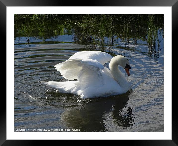 Regal Swan Framed Mounted Print by Mark Ward