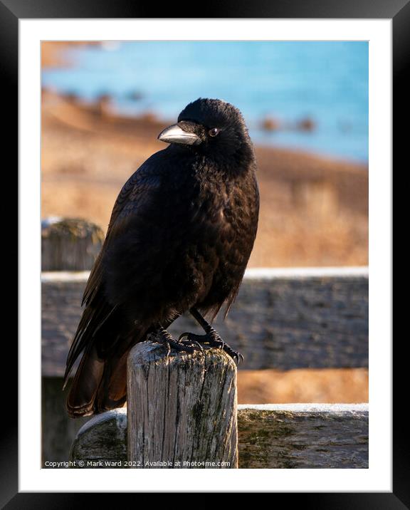 The Inquisitive Crow. Framed Mounted Print by Mark Ward