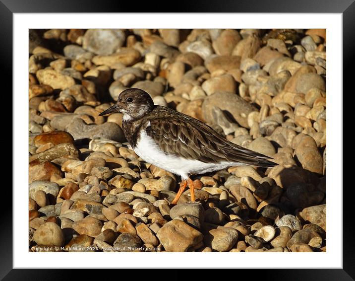 Turnstone on the Stones Framed Mounted Print by Mark Ward