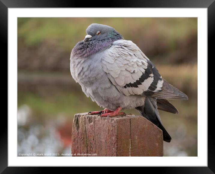 The Plump Pigeon Framed Mounted Print by Mark Ward