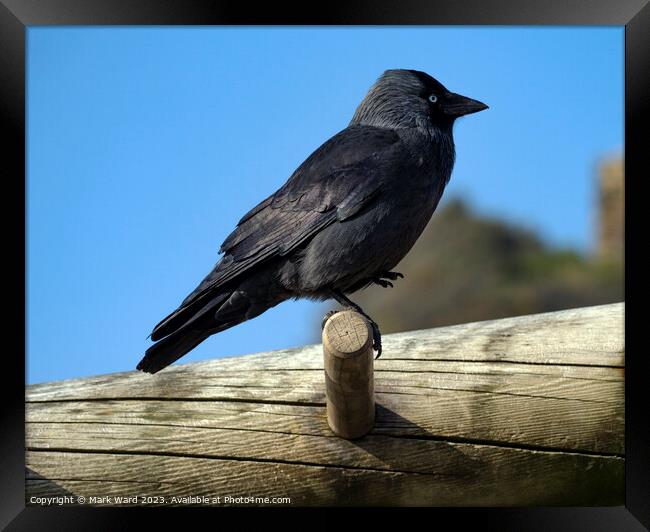Jackdaw on an exercise bench. Framed Print by Mark Ward