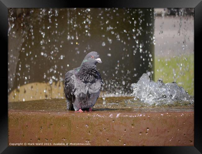 Pigeon Pamper Pool Framed Print by Mark Ward