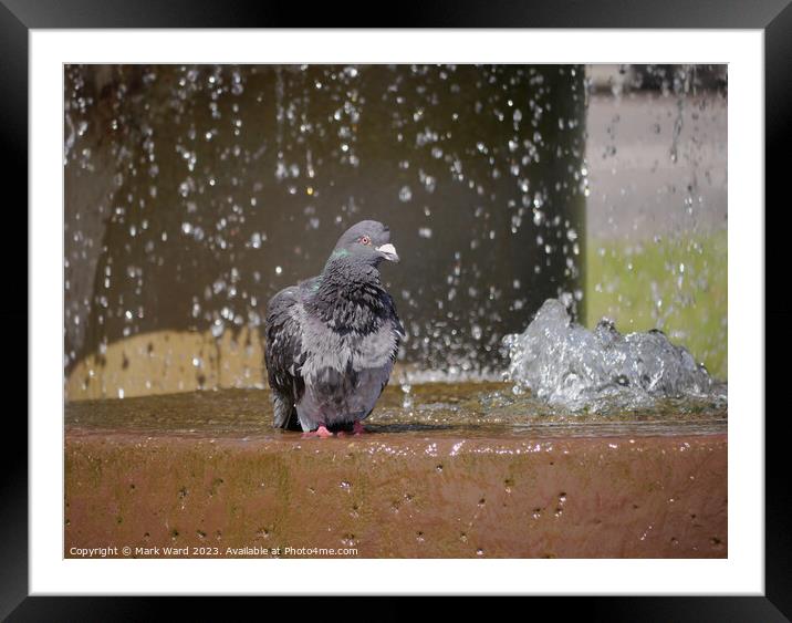 Pigeon Pamper Pool Framed Mounted Print by Mark Ward