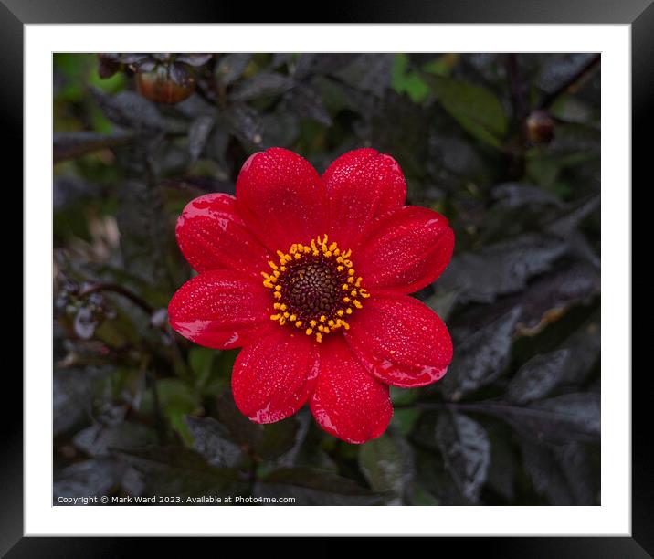 Dahlia in a Summer Mist. Framed Mounted Print by Mark Ward