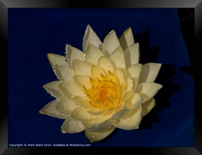The Golden Lily Framed Print by Mark Ward