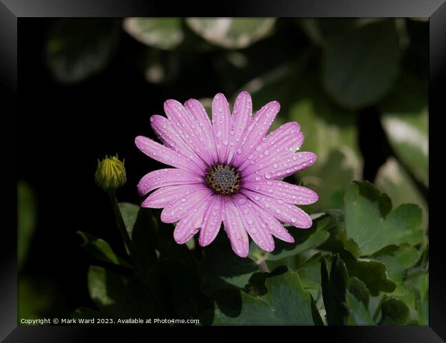 Flower Power Framed Print by Mark Ward