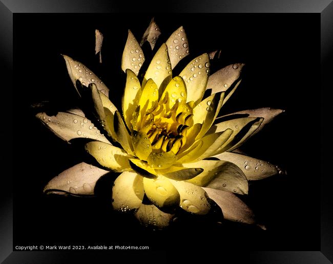 The Glowing Lily Framed Print by Mark Ward