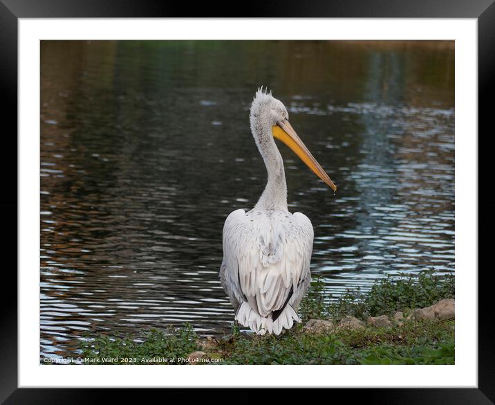 Dalmatian Pelican Framed Mounted Print by Mark Ward