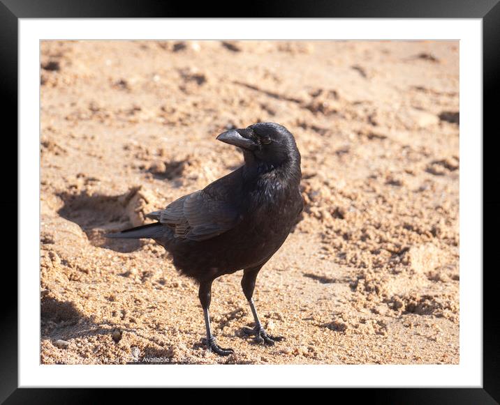 The Crow Framed Mounted Print by Mark Ward