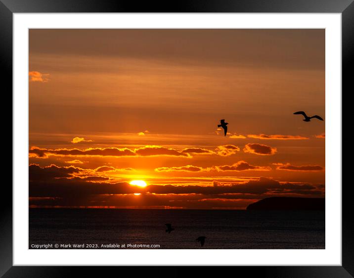 Seagull Sunset Framed Mounted Print by Mark Ward