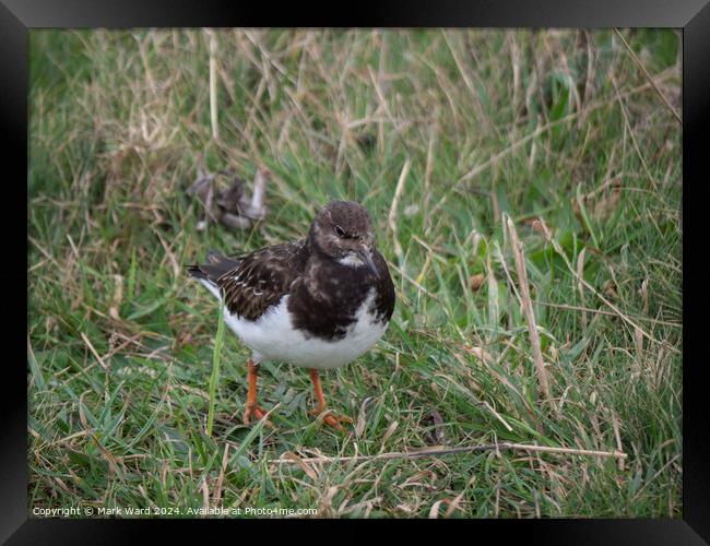 A Turnstone without a stone. Framed Print by Mark Ward