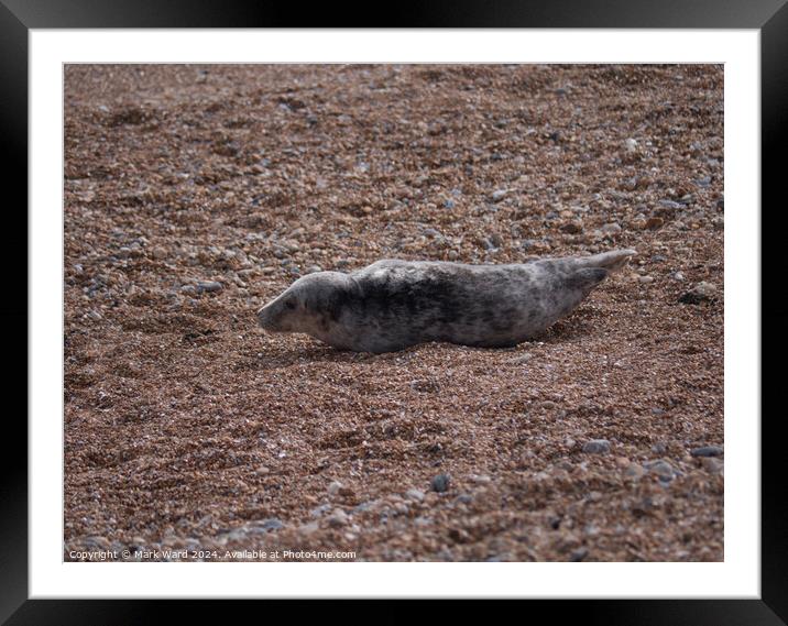 A Young Seal resting on a Hastings beach. Framed Mounted Print by Mark Ward