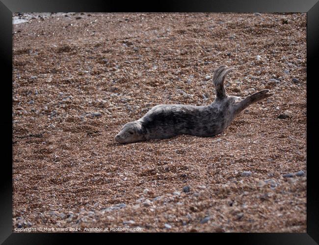 A Young Seal Framed Print by Mark Ward