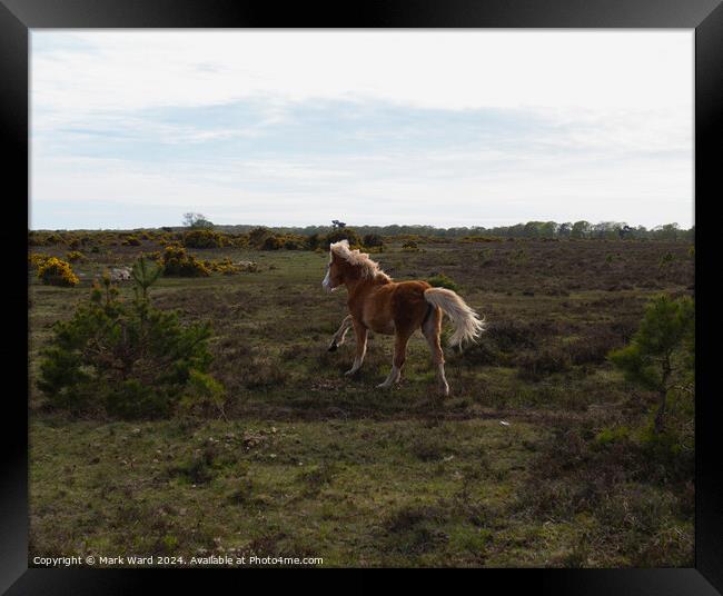 New Forest Life. Framed Print by Mark Ward