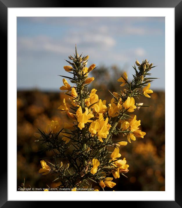 Gorse in Bloom Framed Mounted Print by Mark Ward