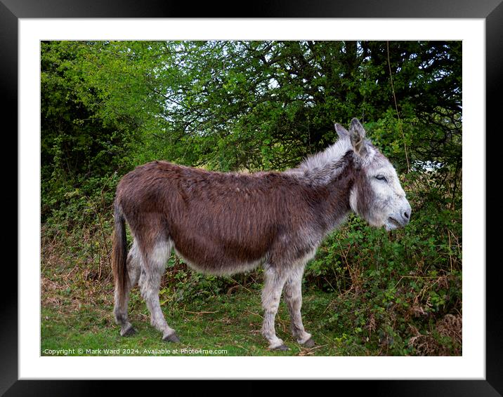 New Forest Donkey Framed Mounted Print by Mark Ward