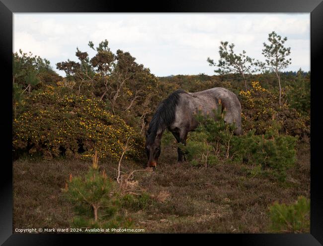 New Forest Encounter. Framed Print by Mark Ward