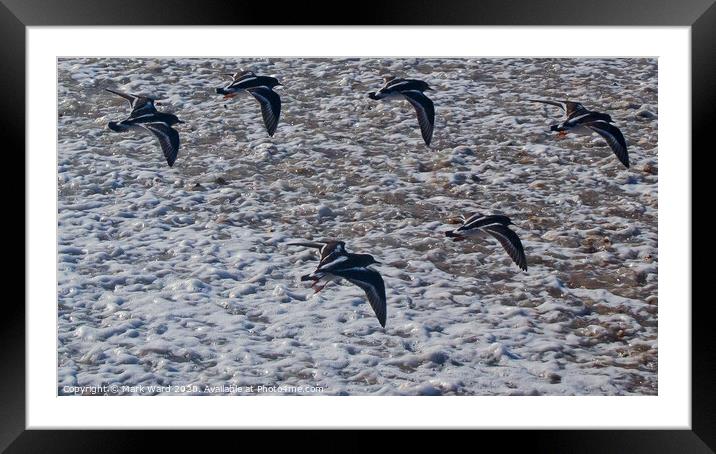 Seabirds in Flight Framed Mounted Print by Mark Ward