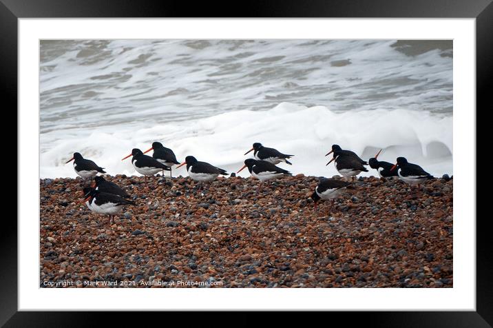 Oystercatchers on a Sussex Beach Framed Mounted Print by Mark Ward