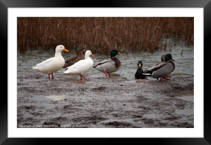 Ducks in January Framed Mounted Print by Mark Ward