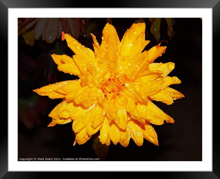 Chrysanthemum Flower after a heavy Shower in Susse Framed Mounted Print by Mark Ward
