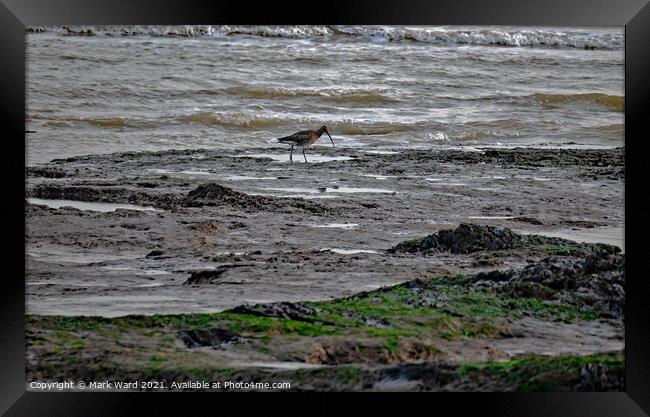 Curlew at Low Tide Framed Print by Mark Ward