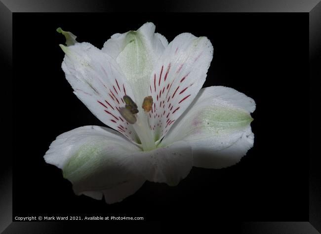 Delicate Lily Framed Print by Mark Ward