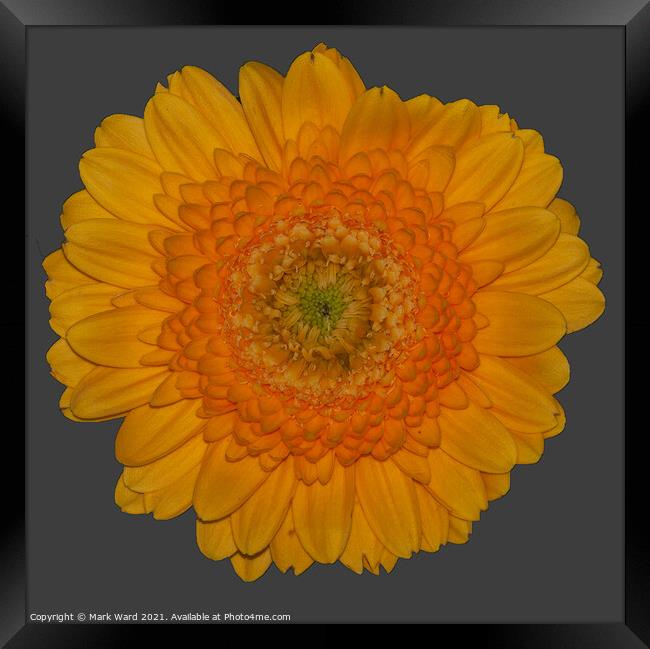 Sunshine Flower Framed Print by Mark Ward