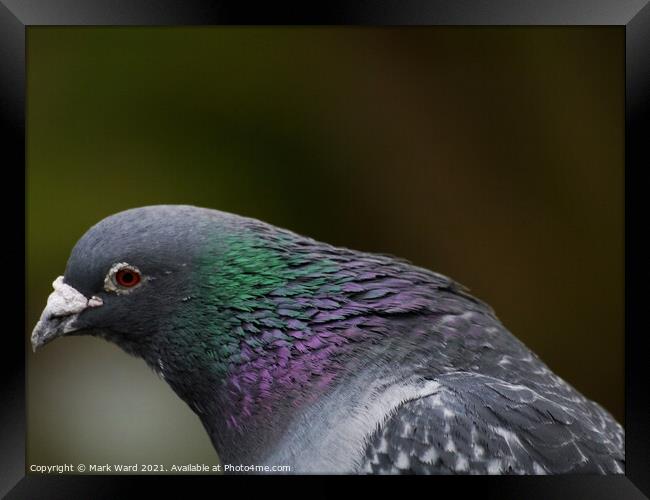 An Intimate Look at A Pigeon Head. Framed Print by Mark Ward