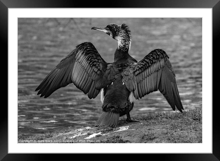 Cormorant in Black and White Framed Mounted Print by Mark Ward