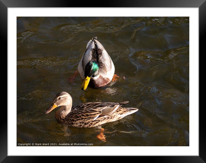 Mallard Pair in the Water. Framed Mounted Print by Mark Ward