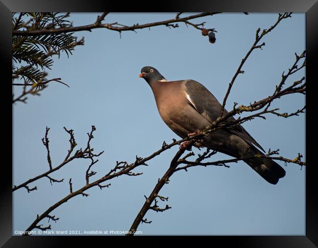 Wood Pigeon Above Me Framed Print by Mark Ward