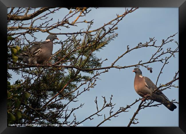 Two Pigeons perched on a tree branch Framed Print by Mark Ward