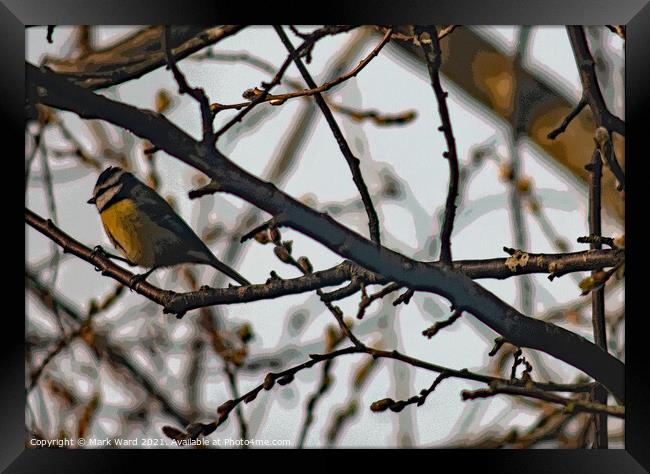 Great Tit in Branches Framed Print by Mark Ward
