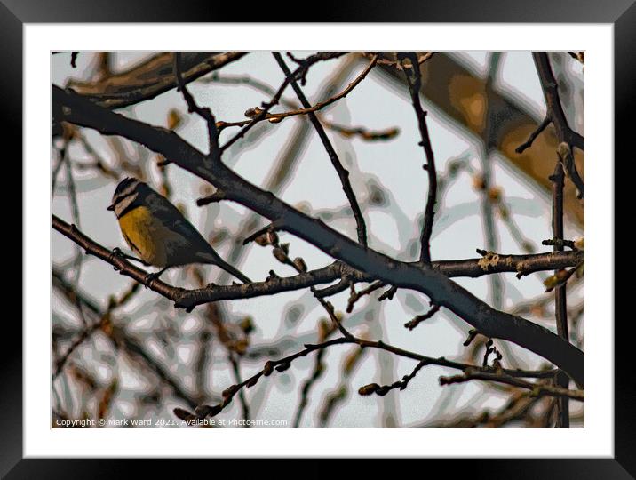 Great Tit in Branches Framed Mounted Print by Mark Ward