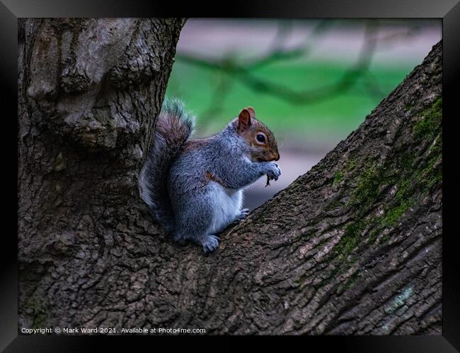 A squirrel sitting and eating in a Tree Framed Print by Mark Ward