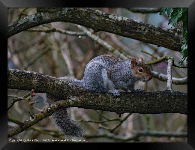 Squirrel on a Branch Framed Print by Mark Ward