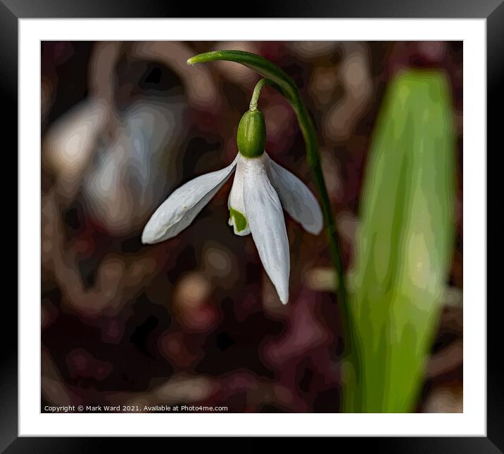 Snowdrop Dream Framed Mounted Print by Mark Ward