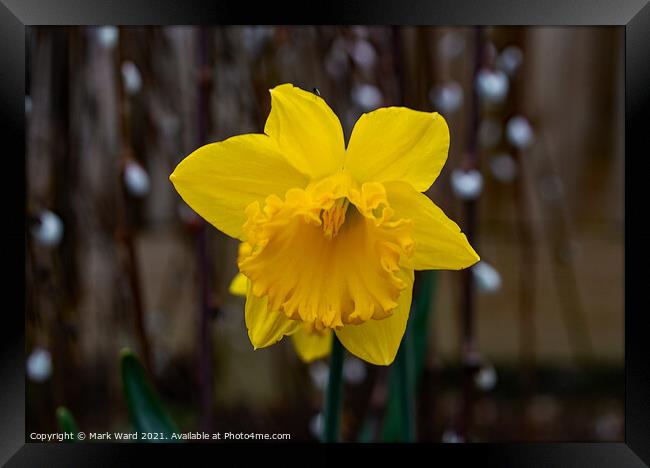 Daffodil Bloom Framed Print by Mark Ward