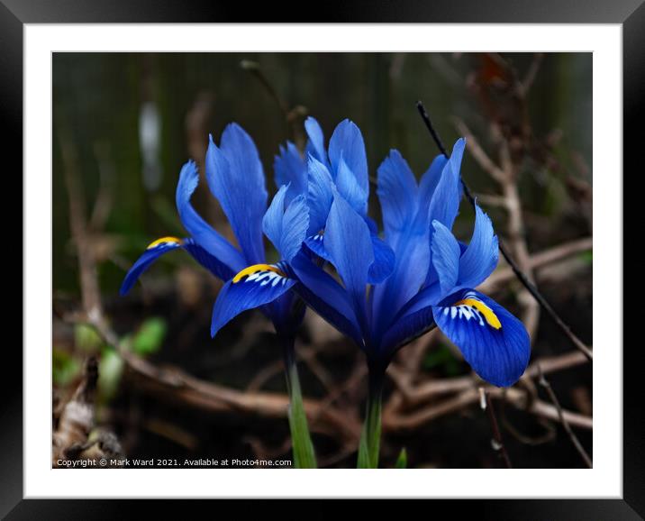 Iris Blooms. Framed Mounted Print by Mark Ward