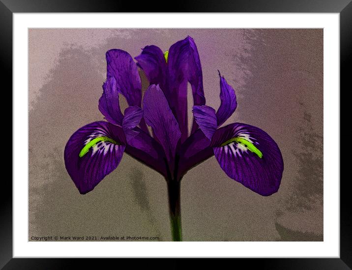 An Iris for your Eye. Framed Mounted Print by Mark Ward