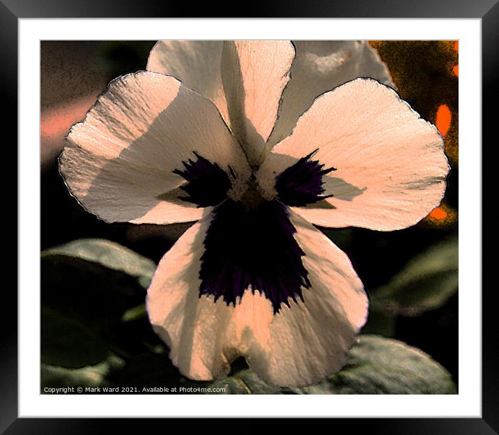 White Pansy Flower. Framed Mounted Print by Mark Ward
