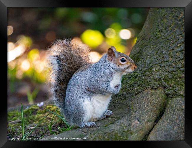 A Squirrel on a Tree Root. Framed Print by Mark Ward