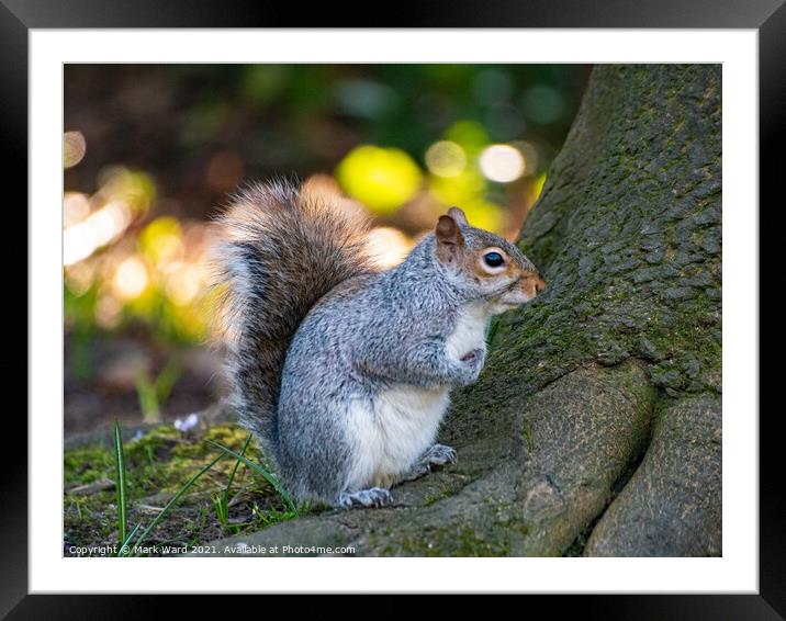 A Squirrel on a Tree Root. Framed Mounted Print by Mark Ward
