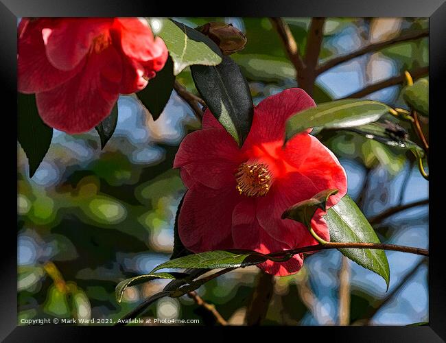 Camelia Blooms. Framed Print by Mark Ward