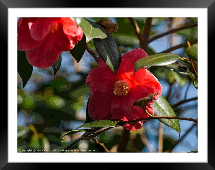 Camelia Blooms. Framed Mounted Print by Mark Ward