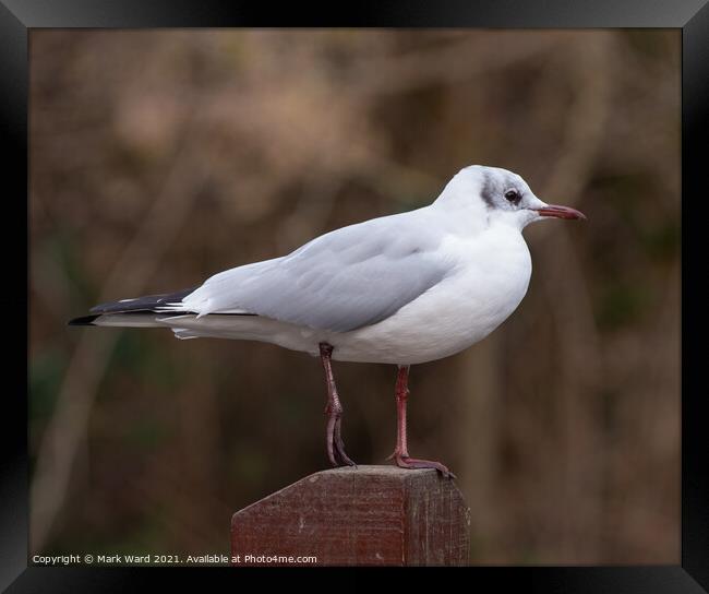 Black Headed Gull Framed Print by Mark Ward