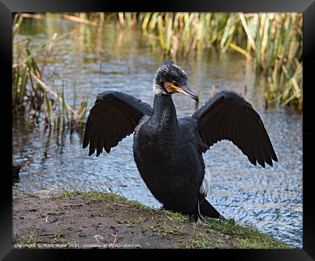 Cormorant with Wings Outstretched Framed Print by Mark Ward