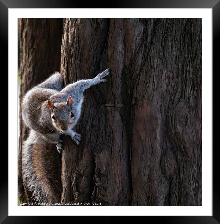 Grey Squirrel in Motion. Framed Mounted Print by Mark Ward