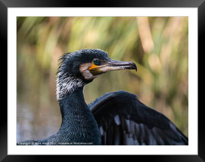 Beauty in Everything Framed Mounted Print by Mark Ward